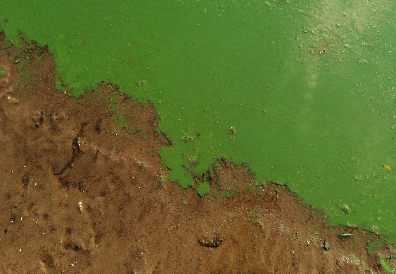 "Цветение" Днепра: в чем настоящие причины и можно ли остановить процесс